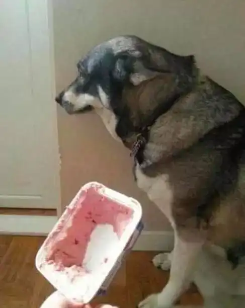 狗狗犯错后的各种表现,你家是哪种呢
