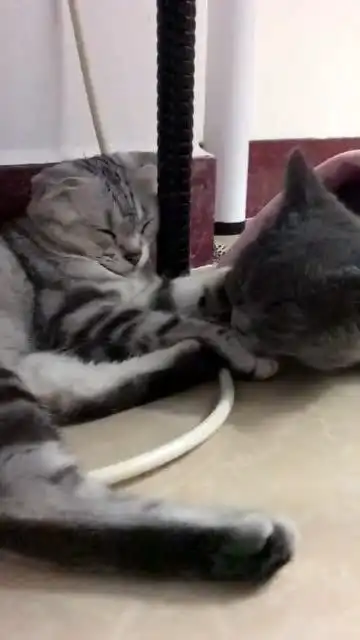 答应我,一定要看到最后这猫咪的表情太好笑了