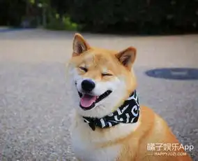 你们最爱的狗狗智商都怎样从它们的日常生活就能看出来