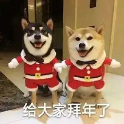 拜年表情包可爱版猪年还是要猪事如意鸭