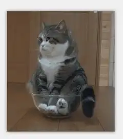这只猫是什么品质,求解