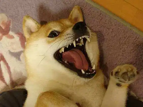 你以为军训就这样结束了吗