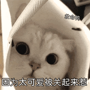 收藏超可爱的萌宠表情包