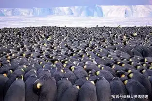 中国人拍的土拨鼠表情包获国际大奖引各路大神疯狂p图
