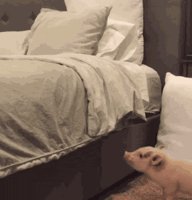 动态表情包丨个性猪猪聊天必备