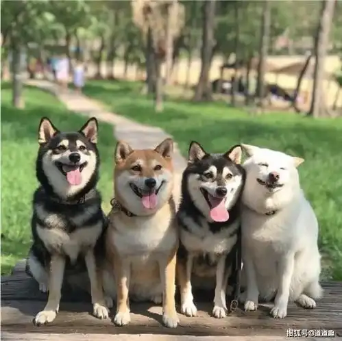开心趣图开学第一天,舞蹈专业班的学生下楼梯是这样的