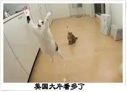 猫猫狗狗tezhongqitiu.cncn.com