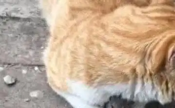 橘猫把老鼠抱在怀里,小表情亮了这个食物好玩,待会再吃