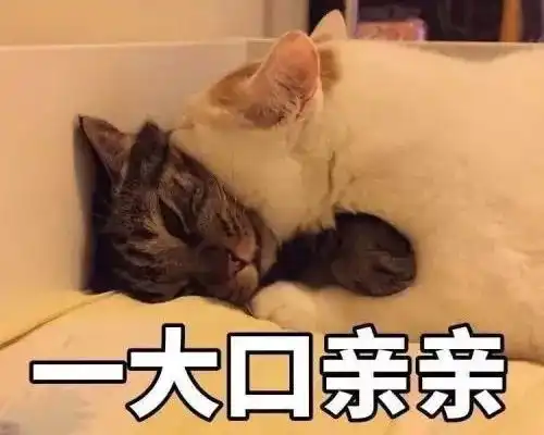 猫咪世界里有渣男和绿茶吗