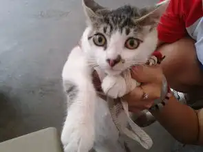 朋友送了一只猫来,不懂是什么品种的猫,是中华田园猫吗