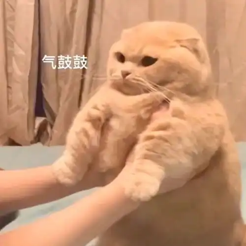 当代沙雕发朋友圈必备的搞笑文案