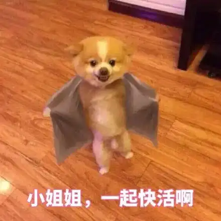 每日表情调戏小哥哥撩小姐姐