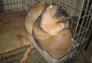 我想养一只土拨鼠或者猴子,这个要到哪里去买