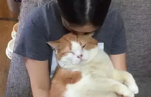 为什么老人说,猫不能养十年原来是有道理的