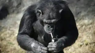 在门口看见一大爷教狗狗抽烟,狗狗刚抽一口这表情亮了,这要是学会以后指定不少抽吧