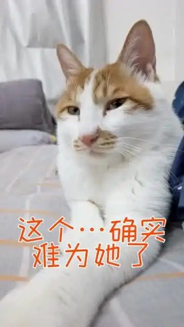 别嘲笑二哥塑料粤语,三兄弟最后居然被嫌弃了表情太搞笑