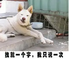 笑死不偿命超级搞笑动物表情集锦