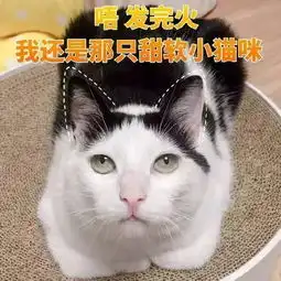 猫咪表情包二十多岁要礼物,你也配