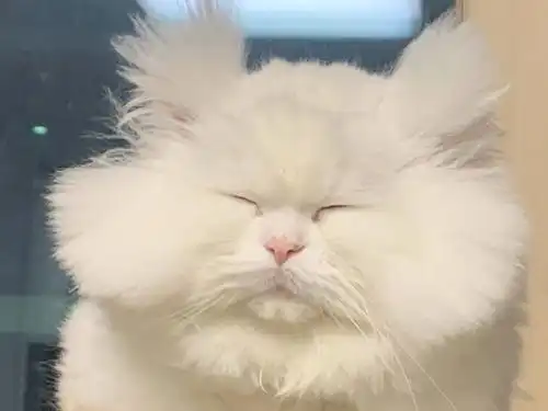 测试一个超长简介的文章