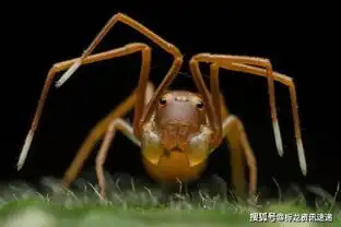 中国人拍的土拨鼠表情包获国际大奖引各路大神疯狂p图