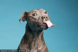 摄影师拍狗狗吃花生酱表情包逗趣十足