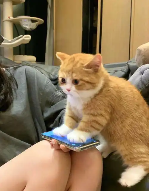当发情的公猫遇到另一只公猫,场面失控了