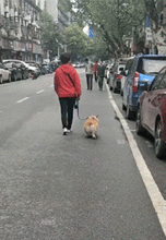 搞笑gif金毛这是受了多大的委屈,竟能做出这样的表情