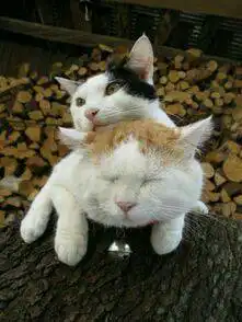 求跟这张图的狗表情一样的猫咪的高清头像