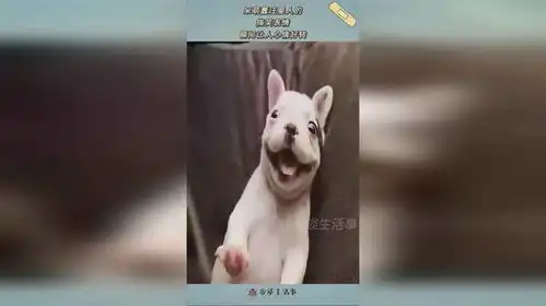 呆萌蠢汪星人的,搞笑表情,瞬间让人心情好转