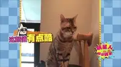 我不要面子呀超搞笑动物,张张都是表情包