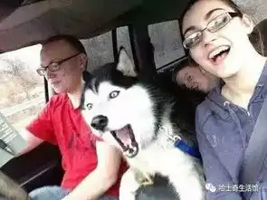 放松一下1哈士奇搞笑集锦,让你一次看个够,二货拯救不开心