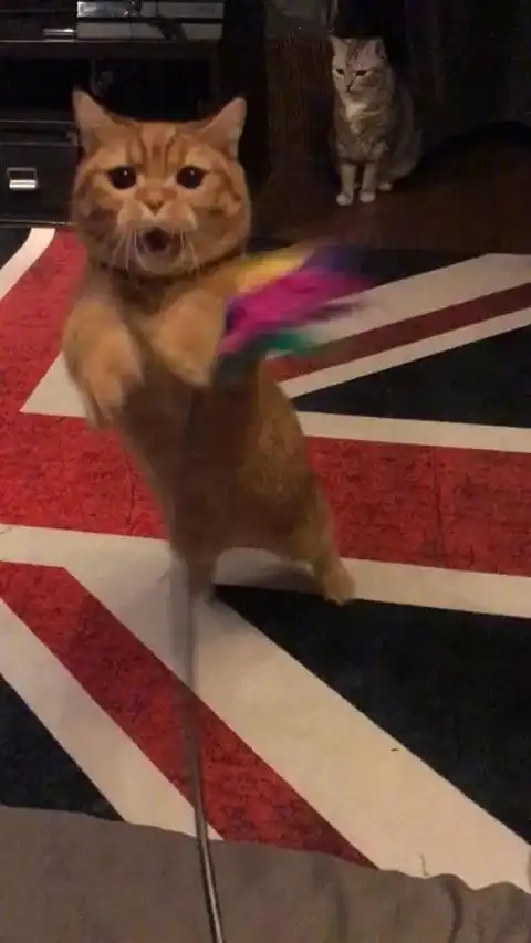 网友拍下了逗猫咪时的搞笑瞬间,这表情二到家了啊