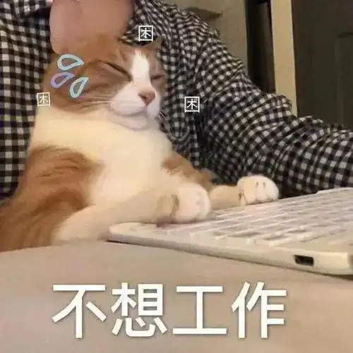 流浪猫钻桌底躲雨,眼神警惕太卑微外面下大雨,别赶我好吗