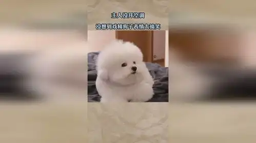 主人没开空调,没想到戏精狗子表情太搞笑
