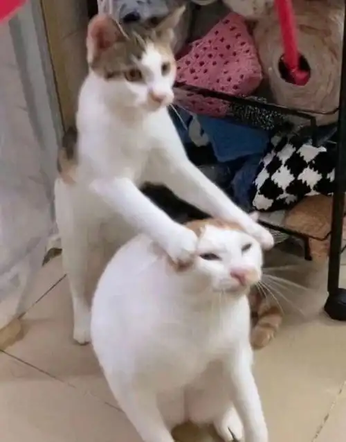 好痛猫咪拉粑粑的表情怎么跟人一样