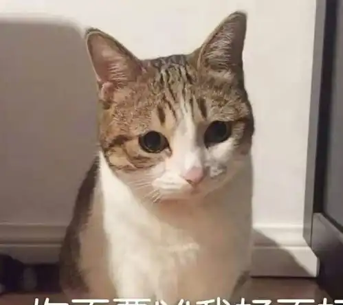 猫咪身上这些部位不能乱碰,容易有生命危险生气也要忍