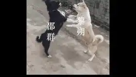一个集表情包于一身的男人狗头