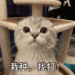 搞笑表情包,来自小猫咪的问候