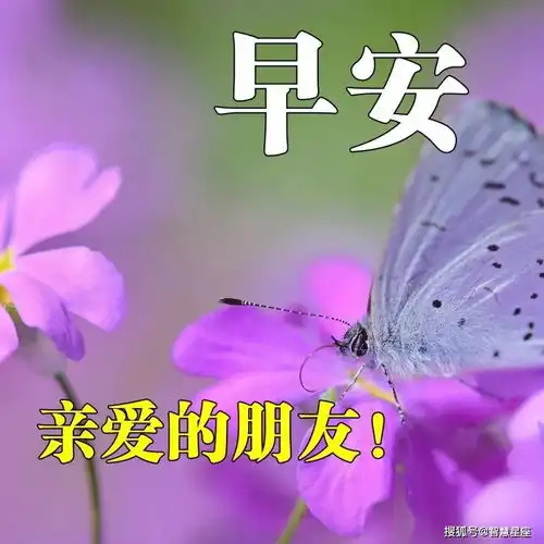 6月5日特漂亮好看的早安动态图片大全带字温馨的早上好祝福语大全简短
