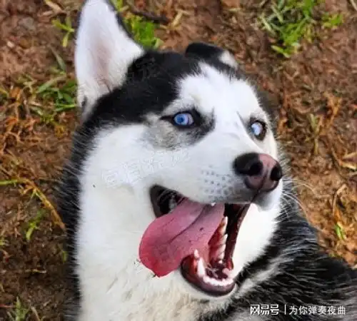 二哈不小心打翻墨水,为了不挨打它这样补救,汪机智如狗