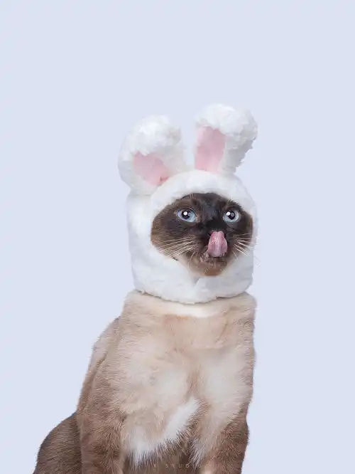 猫咪那么萌,拍摄出来都是表情包