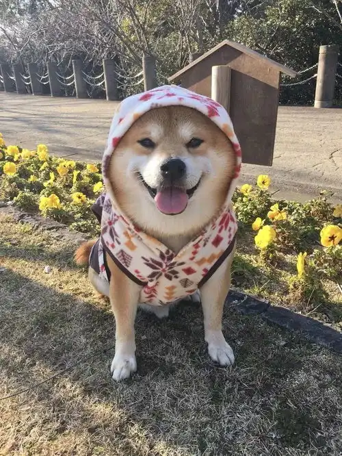 测试一个超长简介的文章