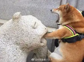 什么意思表情包搞笑动物