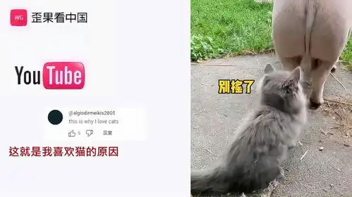 老外看抖音里喵咪强迫症的搞笑日常评论最有趣的猫合辑之一