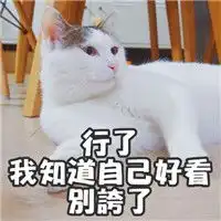 著名网黄猫日表情包带字超萌超可爱的猫咪表情