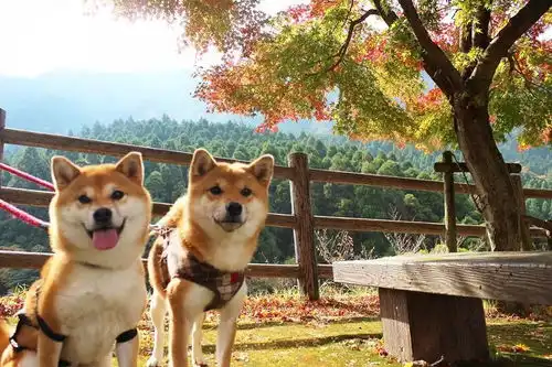 是不是所有的柴犬都是圆滚滚的可爱款