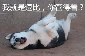 哈士奇表情大全装逼必备,拿走不谢