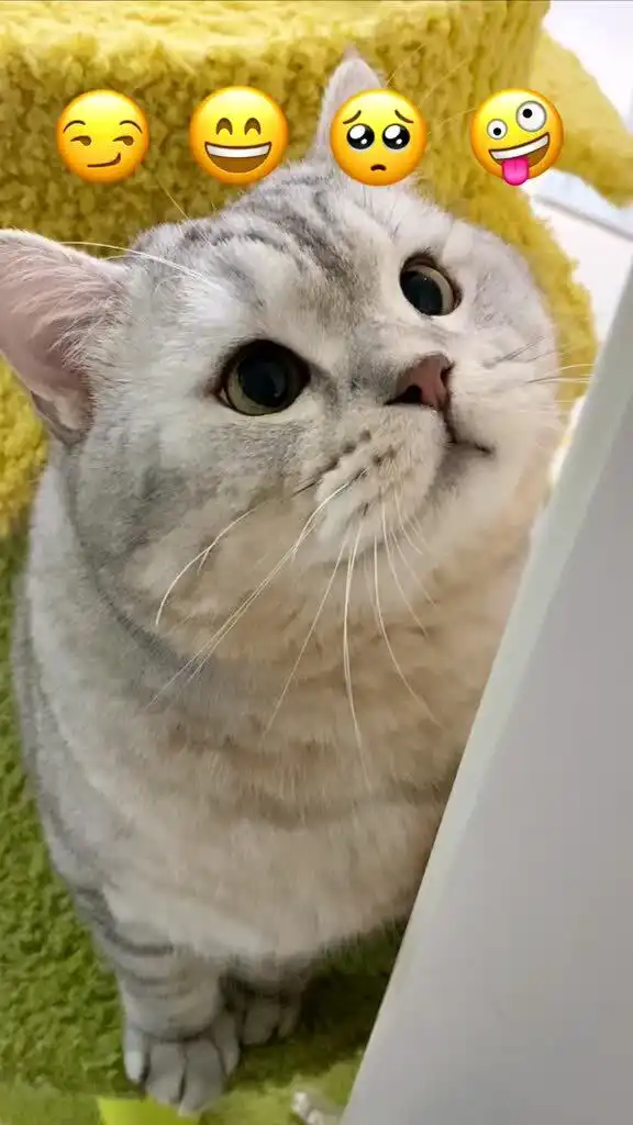 快让你喜欢的小猫咪来拍,最后的表情也太搞笑了吧