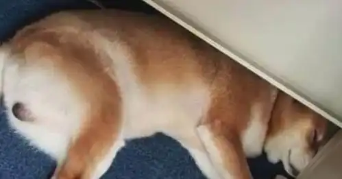 这些表情超有戏的柴犬,看完笑翻了,每一只都好可爱