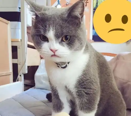 日本小哥养了只高颜值网红猫,网友就连生气的表情都很可爱